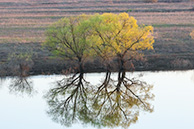 Старица Оки весной