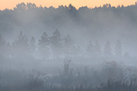 Галкинское болото