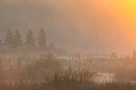 Рассвет на Галкинском болоте