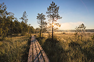 Утро на Галкинском болоте