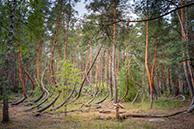 Шиловский пьяный лес