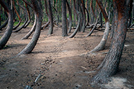 Шиловский лес