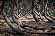 Шиловский лес