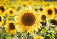 1I0A5583