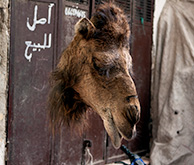 Fess: bazaar