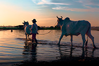 Sunset Buffalos at U-Bein