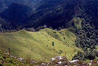 Афонка