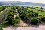 Velke Pavlovice