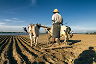 Buffalos at U-Bein