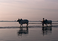 Mandalay bulls