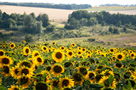 1I0A5588