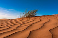 Sahara