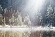 Fascinated forest