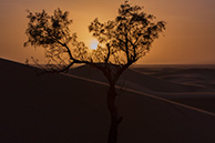 Sahara