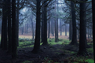 Madeira mountain forest in foggs