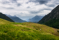 Bovin - Champex