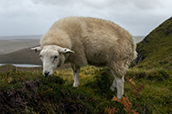Sheeps of Scotland