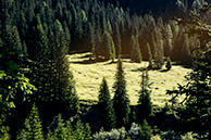 Alpine forest (Contrin)