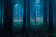 Madeira forest