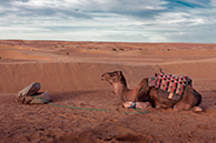 Sahara