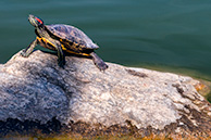 Bakirsky botanic park