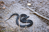 Гадюка Никольского, Хреновский бор