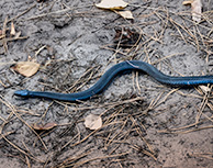 Гадюка Никольского, Хреновский бор