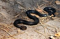 Гадюка Никольского, Хреновский бор