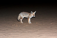 Desert fox
