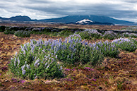 Гекла/Лавовые поля