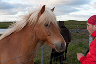 Лошади Исландии