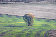 Поле в Ишутино