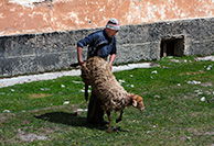 Стрижка овец