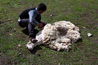 Стрижка овец