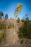 Осенняя берёзка в Кондуках