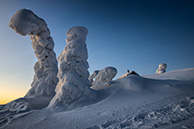 Ёлки в Вальтавааре