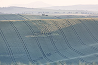 Southern Moravia, Mistrin