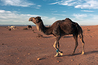 A camel