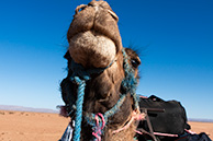 Dromedary