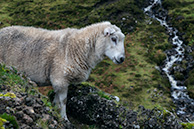 The sheeps of Scotland