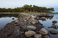 Танцующие берёзки