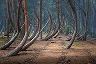 Шиловский лес