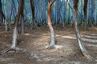 Шиловский лес