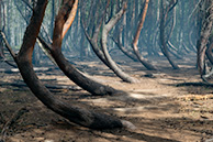 Шиловский лес