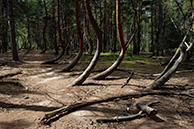 Шиловский лес