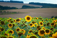 Подсолнухи, Ефремов