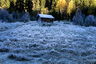 Charms in the forest