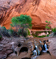 A creek in Escalante Canyon