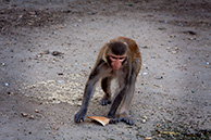 Джайпур