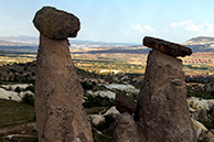 Ugrup mashrooms